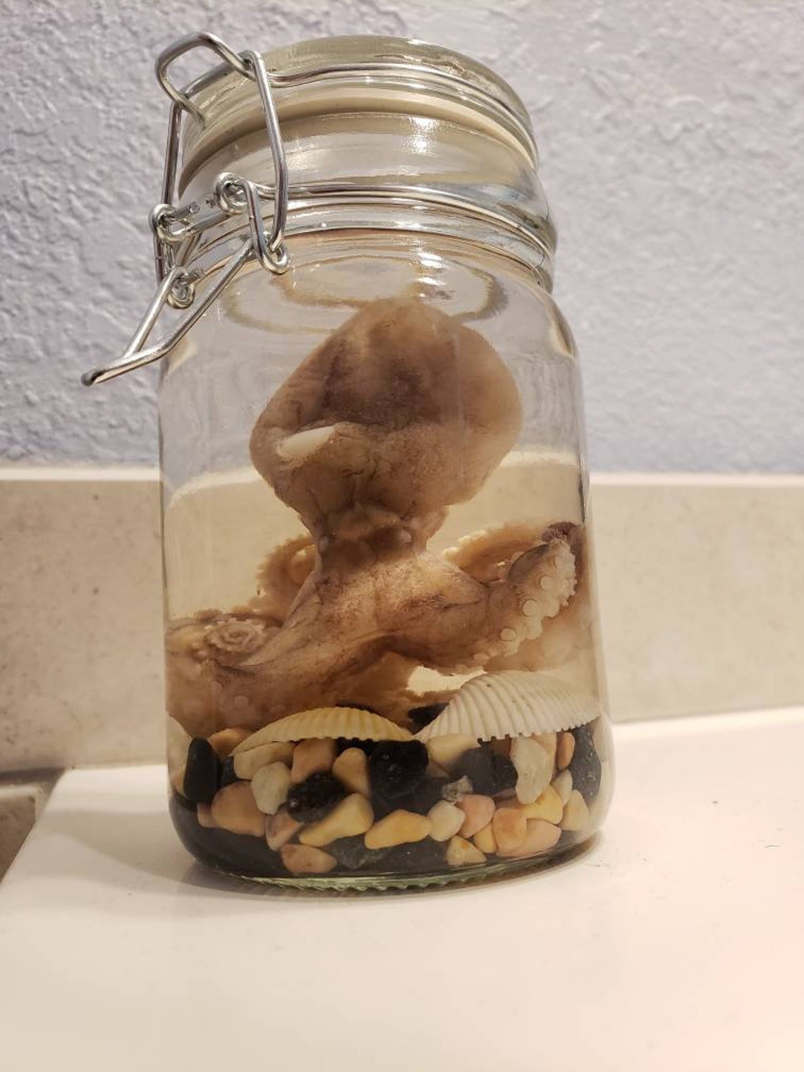 Preserved Octopus Wet Specimen Jar with Seashells Etsy