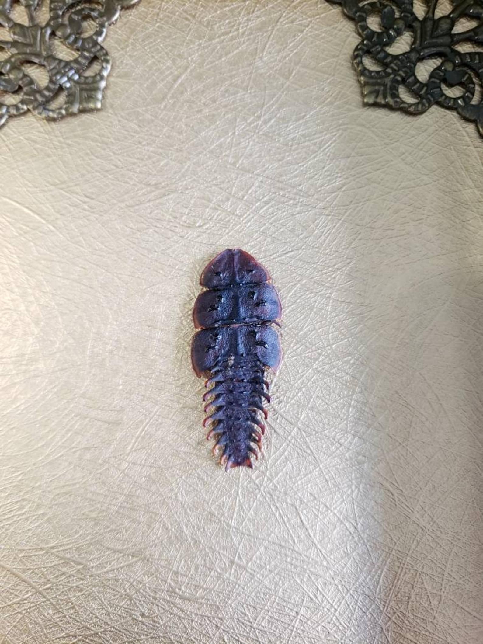 Real Female Trilobite Beetle platerodrilus Dulticola Insect Etsy