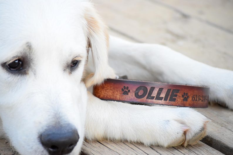 Laser Engraved Dog Collar Leather Dog Collar Personalized Leather Dog Collar Name Dog Collar Dog Collar Personalized Dog Collar