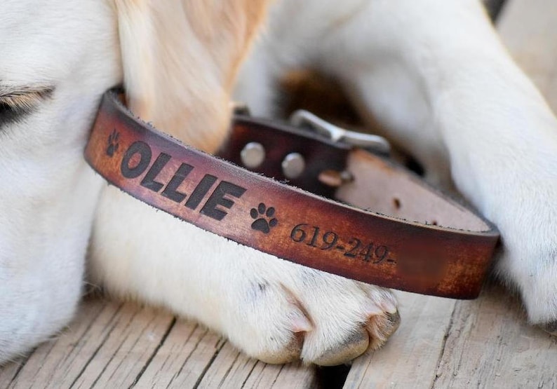 Laser Engraved Dog Collar Leather Dog Collar Personalized Leather Dog Collar Name Dog Collar Dog Collar Personalized Dog Collar