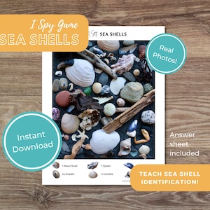 May include: A printable I Spy game featuring a collection of sea shells. The game includes an answer sheet and is designed to teach sea shell identification. The image shows real photos of the shells.
