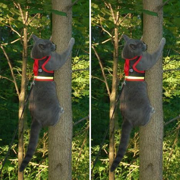 Cat Harness Etsy