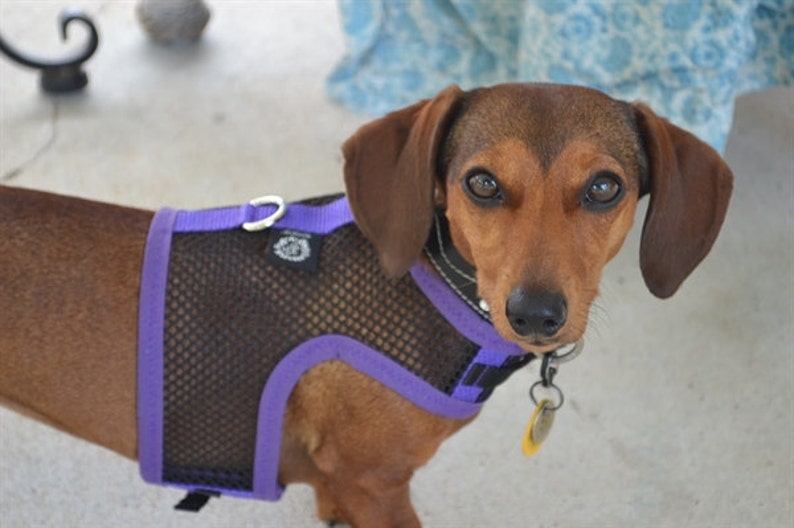 Dachshund Harness Custommade Dog Harnesses for Small Breed Etsy
