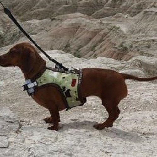 custom dachshund harnesses