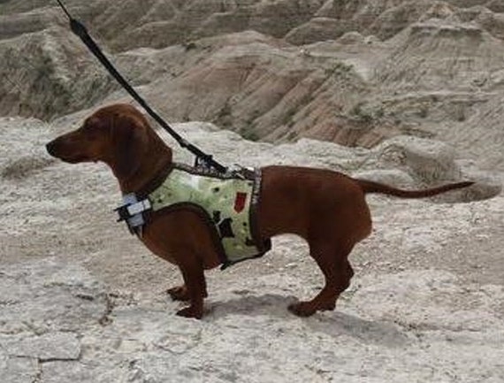 The Hug-A-Dog Harness: Inspired By Dachshunds' Unique Shape