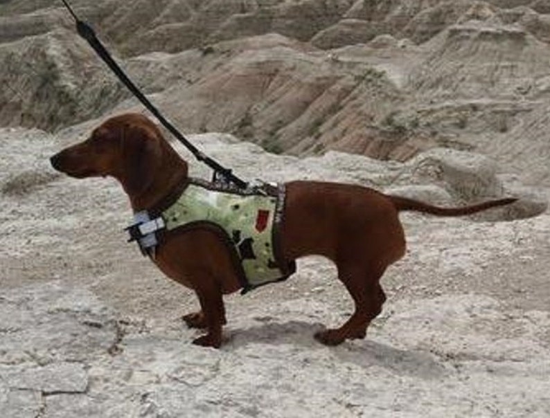 25+ Best Collar For Mini Dachshund Pic Bleumoonproductions