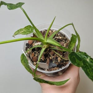 May include: A houseplant in a clear plastic pot. The plant has green and variegated leaves, with a speckled pattern. The pot contains soil and small rocks. The leaves are various shades of green.