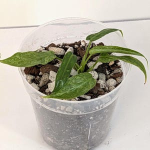 May include: A small potted plant with green and white variegated leaves. The plant is in a clear plastic container filled with soil, small rocks, and wood chips. The leaves have a speckled pattern.