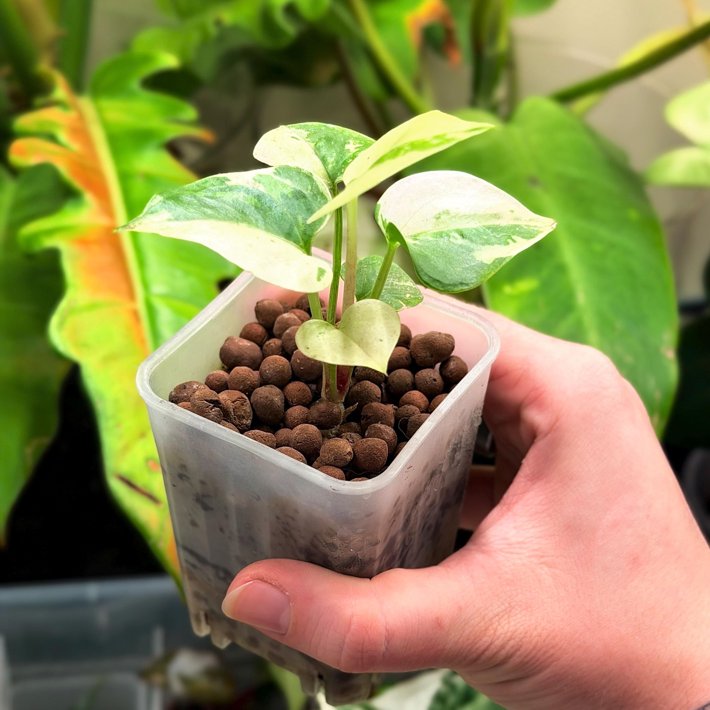 anthurium Renaissance Variegated - Etsy Canada