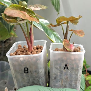 May include: Two small Syngonium plants potted in translucent square plastic containers filled with brown clay pebbles. The plant on the left is labeled with the letter B, and the plant on the right is labeled with the letter A. Both plants feature variegated leaves with shades of green and pink.