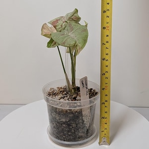 May include: A potted Syngonium 'Confetti' plant with green and pink variegated leaves. The plant is in a clear plastic pot with a saucer. A yellow measuring tape shows the plant is approximately 8 inches tall.
