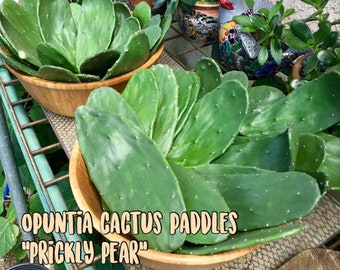 5 Prickly Pear cactus pads--Opuntia--LIVE 5 medium size paddles--organic grown--non GMO--edibles--culinary-propagation--easy to grow--reptil