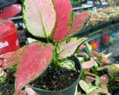Lucky Pink Variegated Aglaonema leaves turn colors white pink red LIVE plants tropical 4 quot grow pot perrenial house plant
