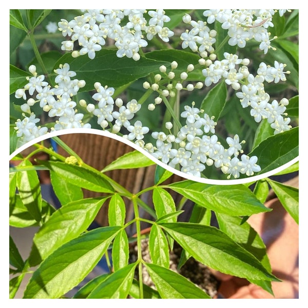 2023 SALE Elderberry plant--sambucus—organic grown-LIVE potted plant--4" grow pot--edibles--grow your own elderberries—medicinal