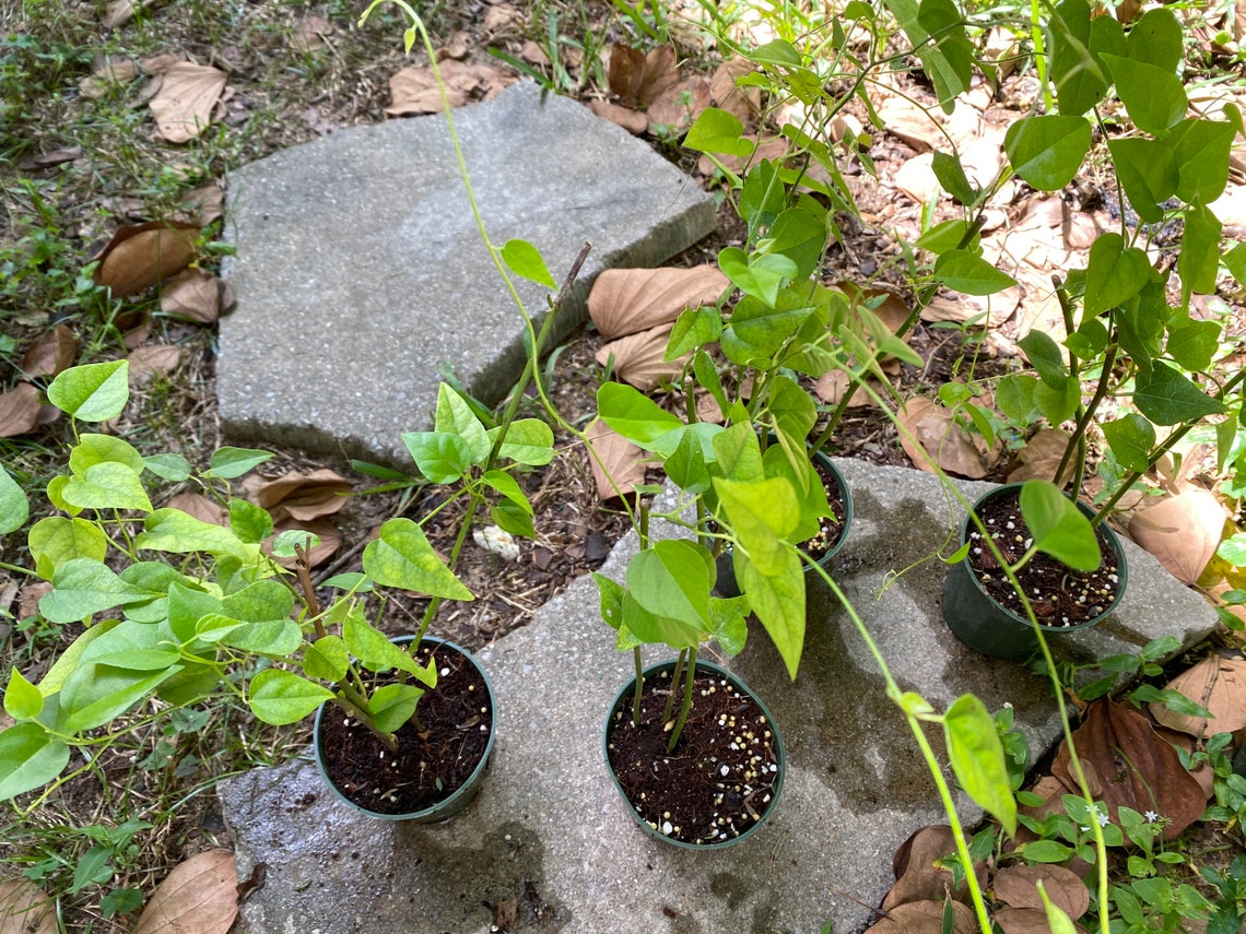 Grass jelly vineNatural jellyTiliacora triandraSương Sâm4 Etsy