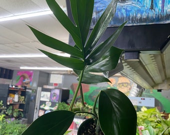 Dragon Tail Plant – Rare Rhaphidophora Decursiva Houseplant 4” Pot