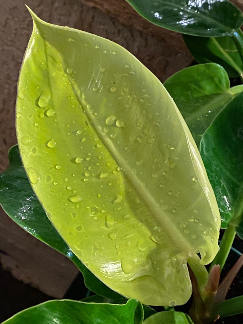 Philodendron Moonlight easy to grow LIVE Etsy