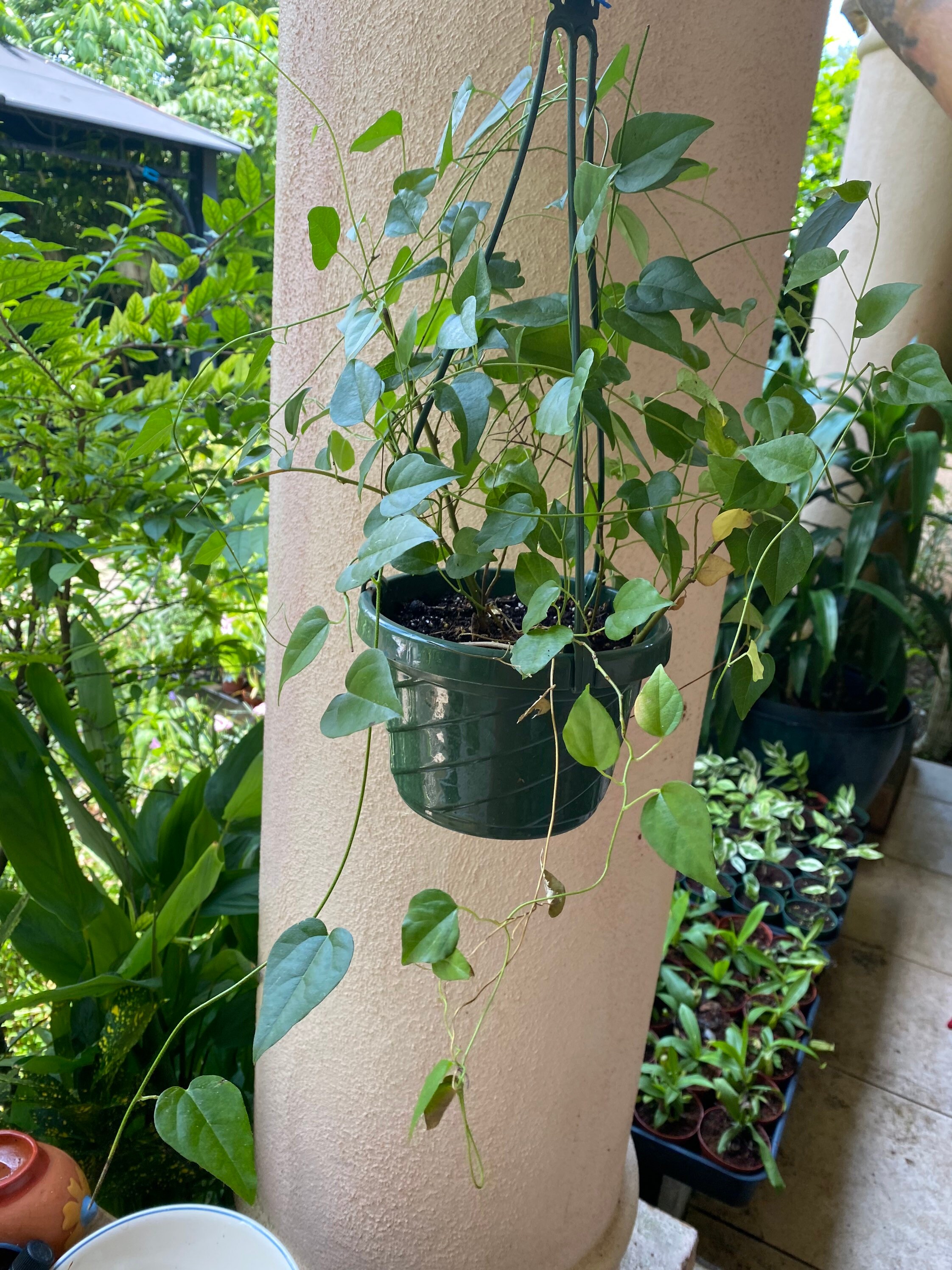 Grass jelly vineNatural jellyTiliacora triandraSương Sâm8 Etsy