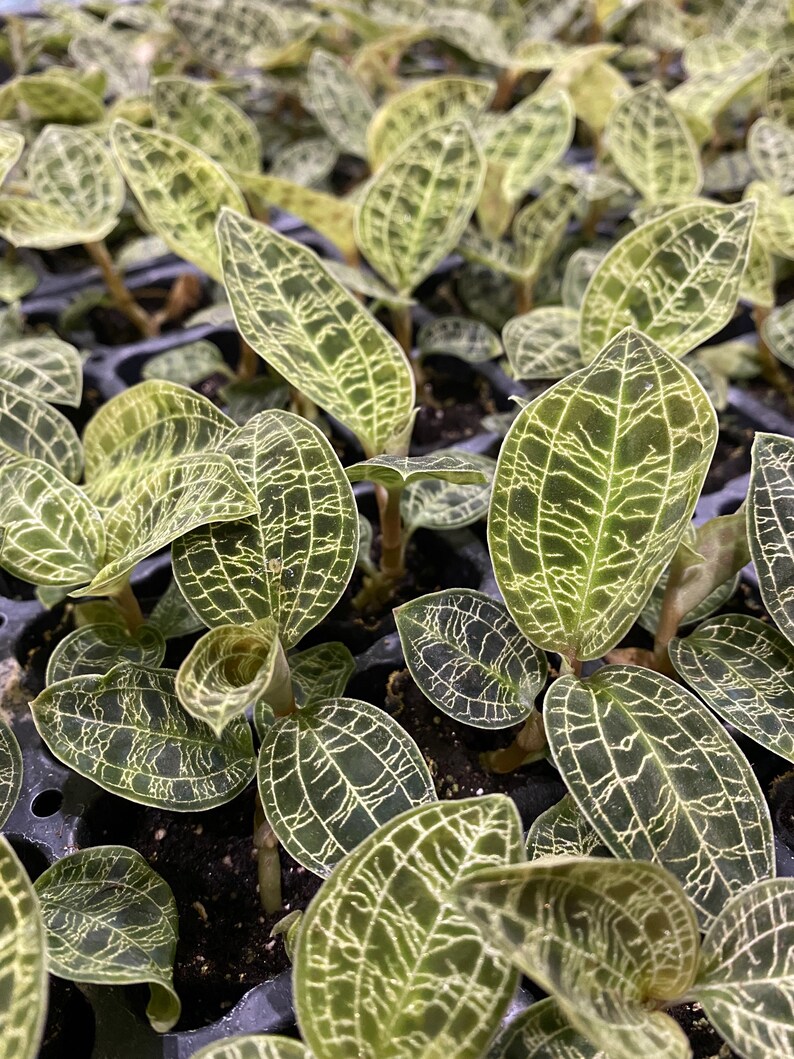 Lightning Jewel Orchid Macodes Petola Jewel Orchid Live Etsy