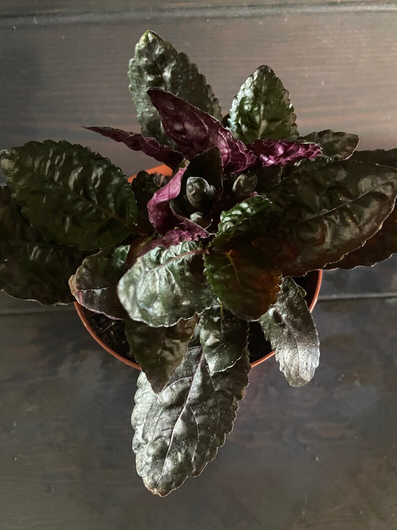 Purple Waffle Plant Hemigraphis Exotica easy to grow Etsy