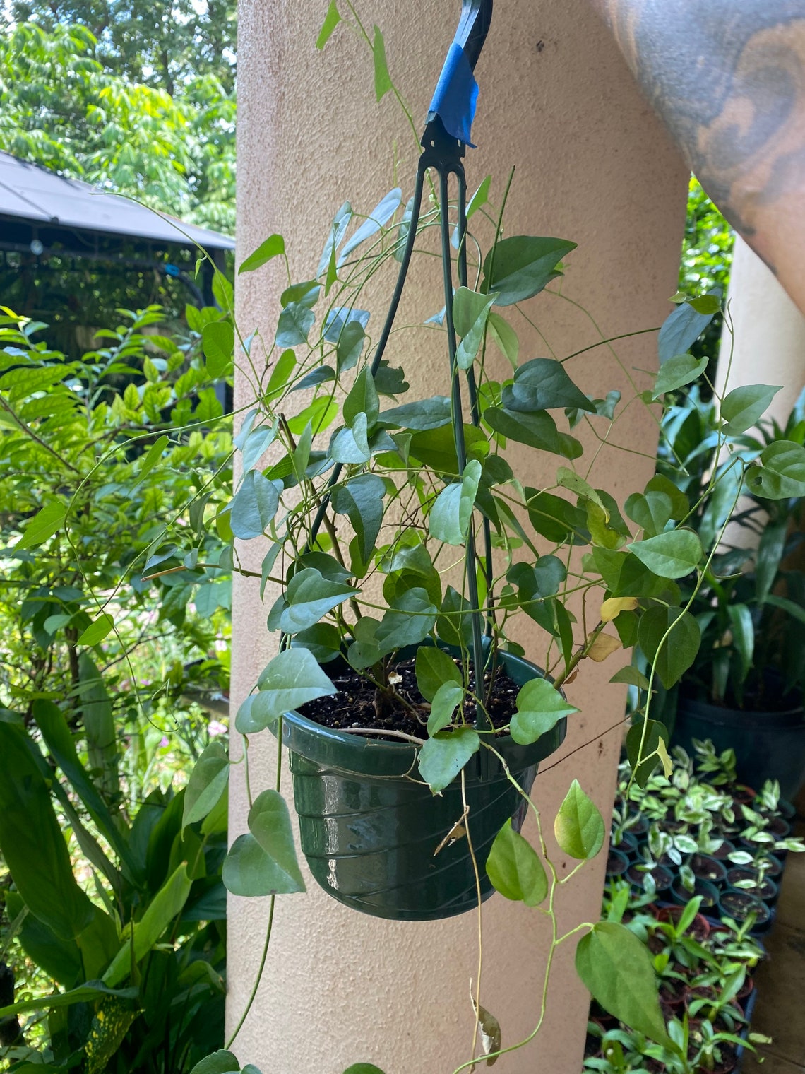 Grass jelly vineNatural jellyTiliacora triandraSương Sâm8 Etsy