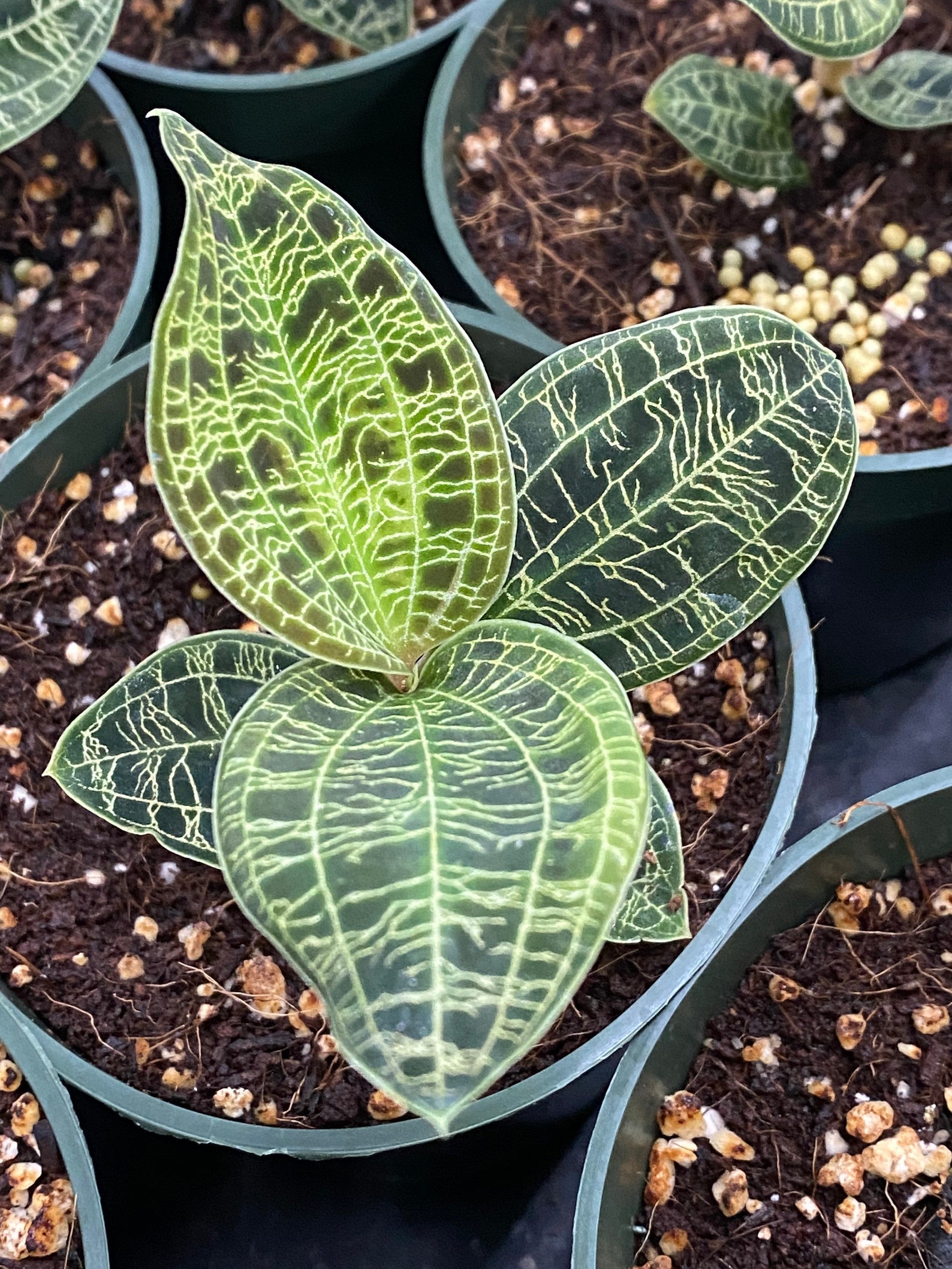 Lightning Jewel Orchid Macodes Petola Jewel Orchid Live Etsy