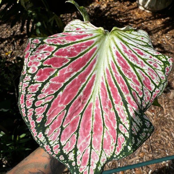 Caladium Thai Beauty -- ships from Florida --texture --variegated--pink--tropical--fancy leaf - -4" grow pot--