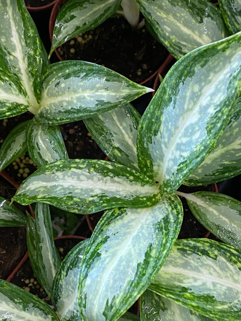  White  Rain  Variegated Aglaonema  live Tropical plant USA Etsy