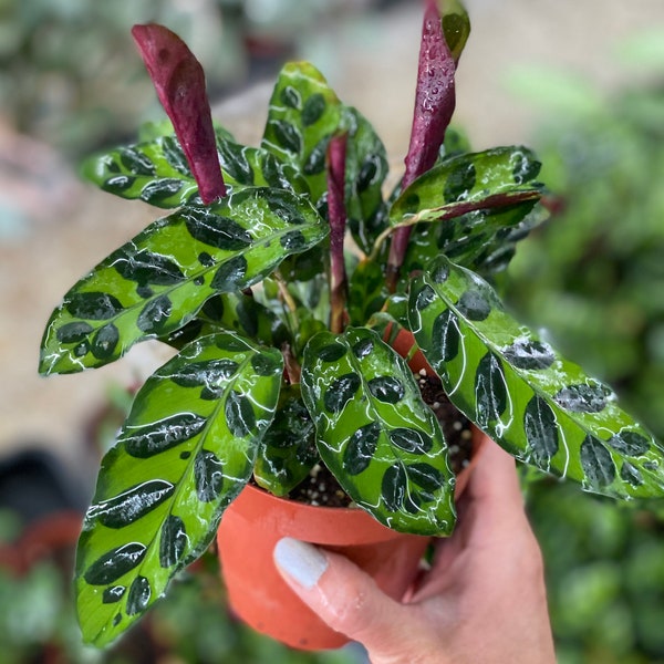 Rattlesnake Plant Etsy