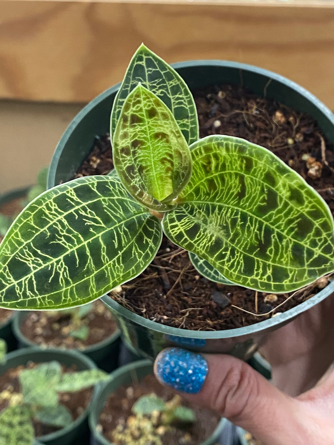 Lightning Jewel orchid Macodes Petola Jewel Orchid live Etsy