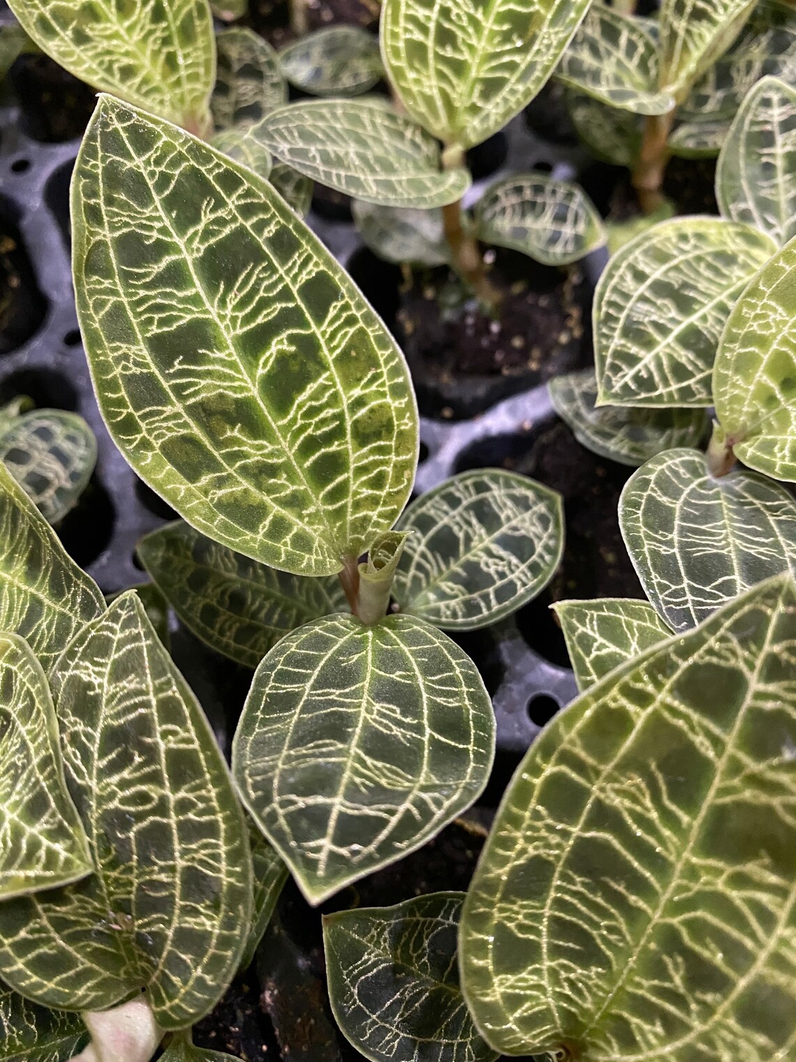 Lightning Jewel orchid Macodes Petola Jewel Orchid live Etsy