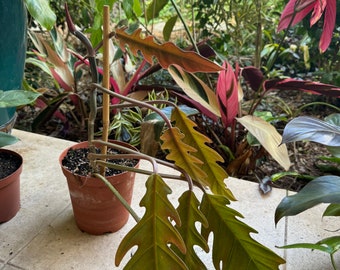 Rare Philodendron Serratum Bronze -- not basic green or gold Crocodile Bronze Sawtooth --exact plant NOT from TC --6" grow pot