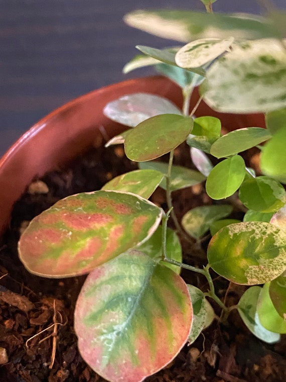 Variegated Breynia Disticha Dwarf Snowbush Hawaiian Etsy