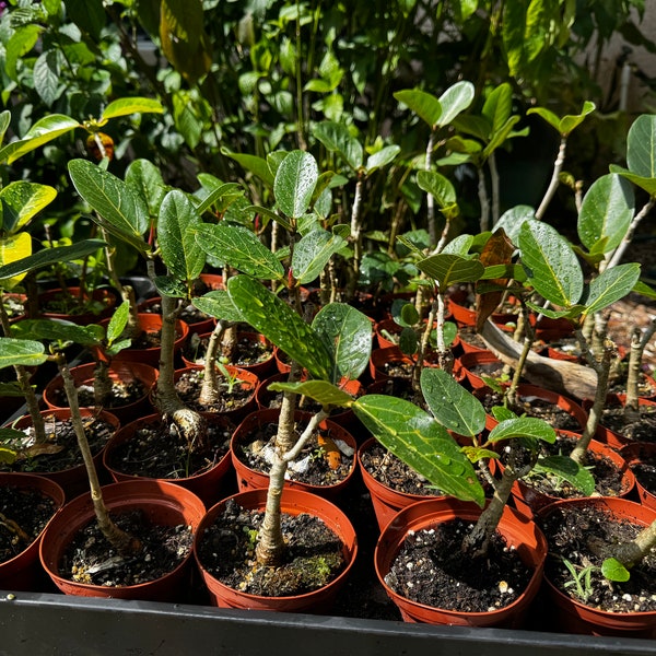 Ficus Bengahalensis 'Audrey' Tree - Banyan Tree Bonsai candidate small leaves—grown in a 4” grow pot — nice trunk 3 years old