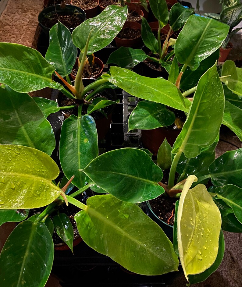 Philodendron Moonlight easy to grow LIVE Etsy