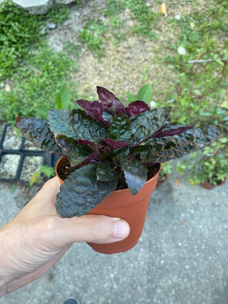 Purple Waffle Plant Hemigraphis Exotica easy to grow Etsy