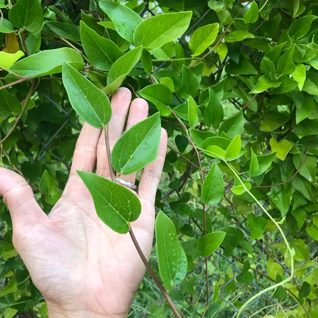 Grass Jelly Vinenatural Jellytiliacora Triandrasương Sâm4 Etsy