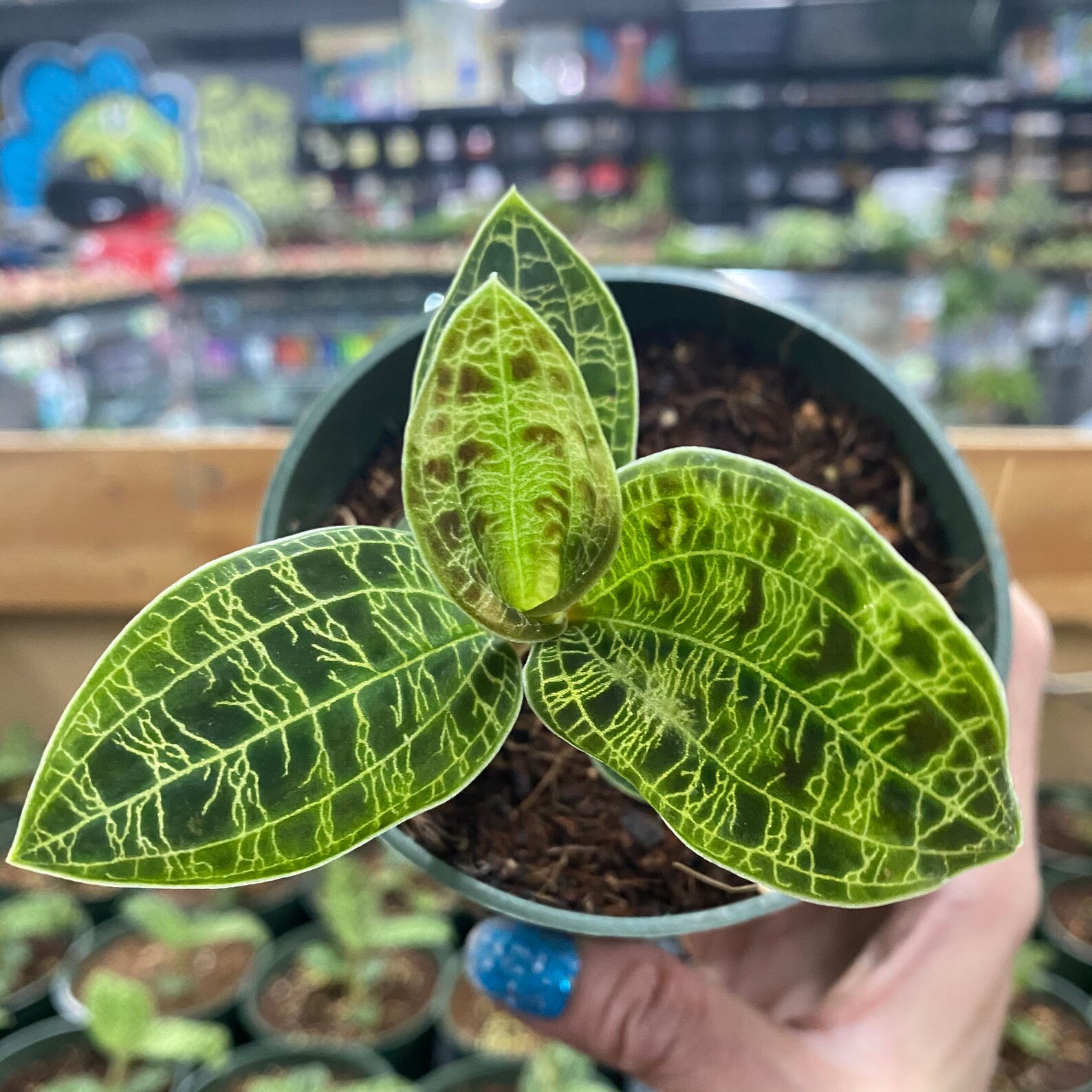 Lightning Jewel Orchid Macodes Petola Jewel Orchid Live Etsy