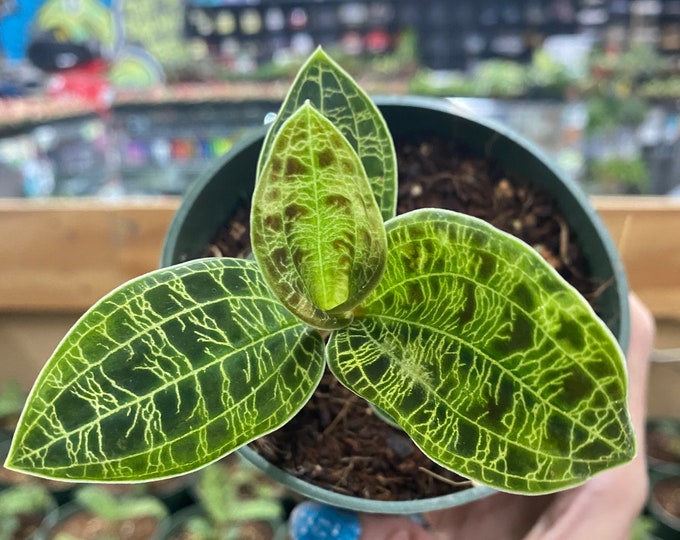 Lightning Jewel Orchid Macodes Petola Jewel Orchid Live Planttropical rare Findv4 Grow