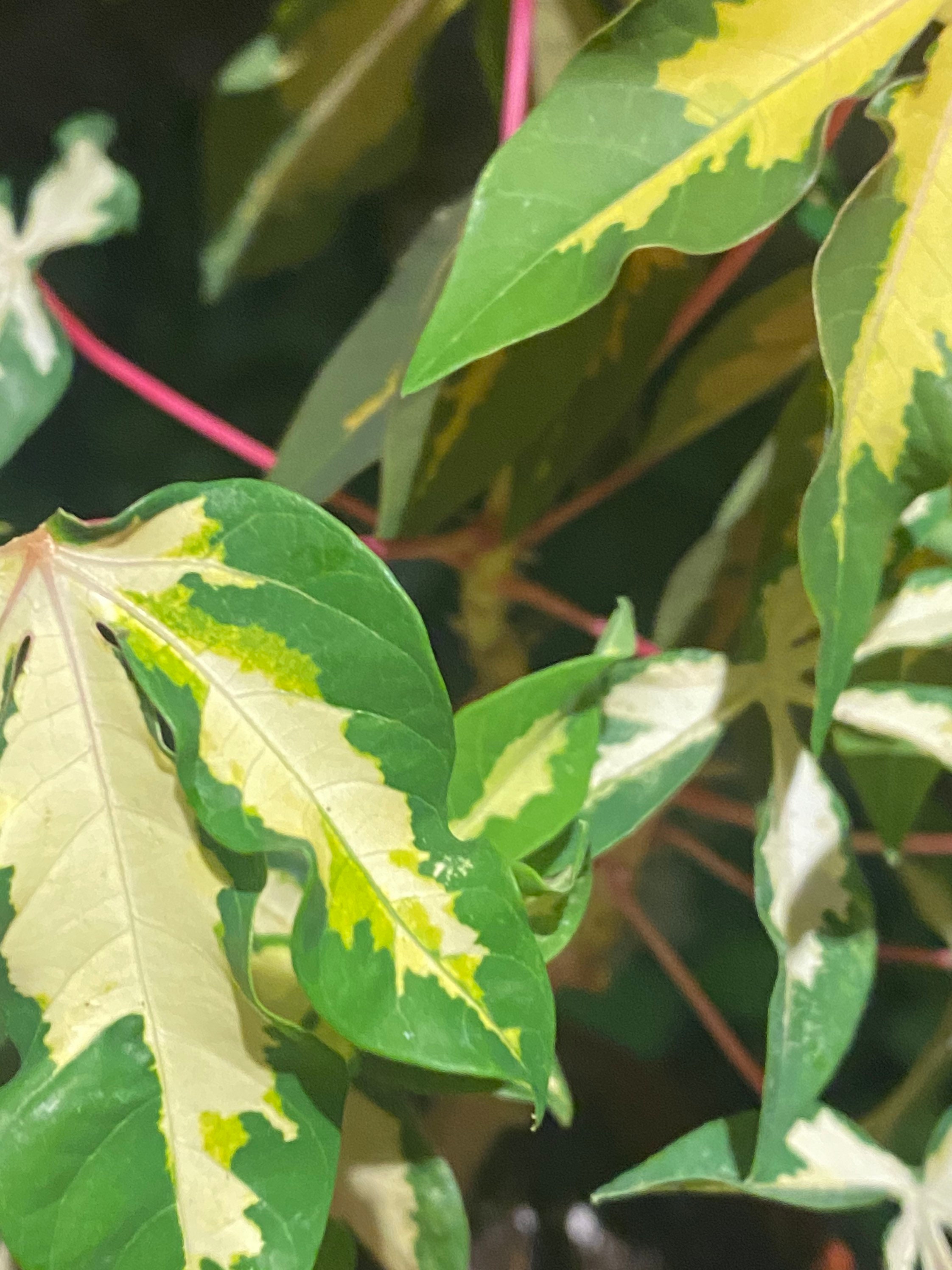House Plants Variegated TriColor Yuca Cassava Tropical Food Plant
