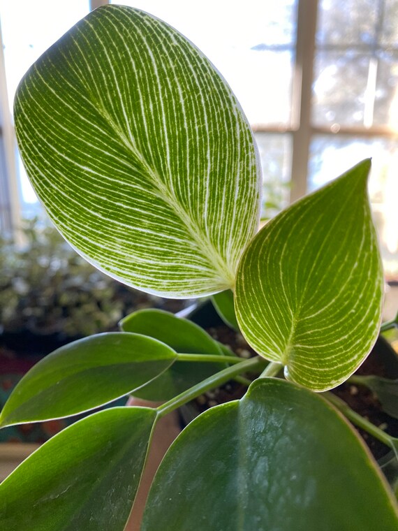 4 Pot Stunning Indoor Air Purifier AMERICAN PLANT EXCHANGE Philodendron Birkin Ultra Rare Live Plant 