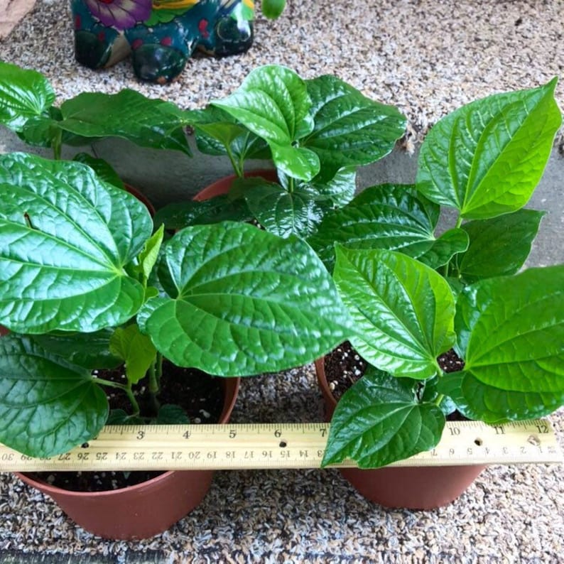 Betel Leaf plant4 LIVE potted plantLá Lốt Piper Etsy