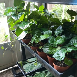 Betel Leaf plant--6&quot; potted plant--Lá Lốt --Piper sarmentosum--Piper Lolot--Wild Pepper Medicinal--Organic-Not Paan Patta