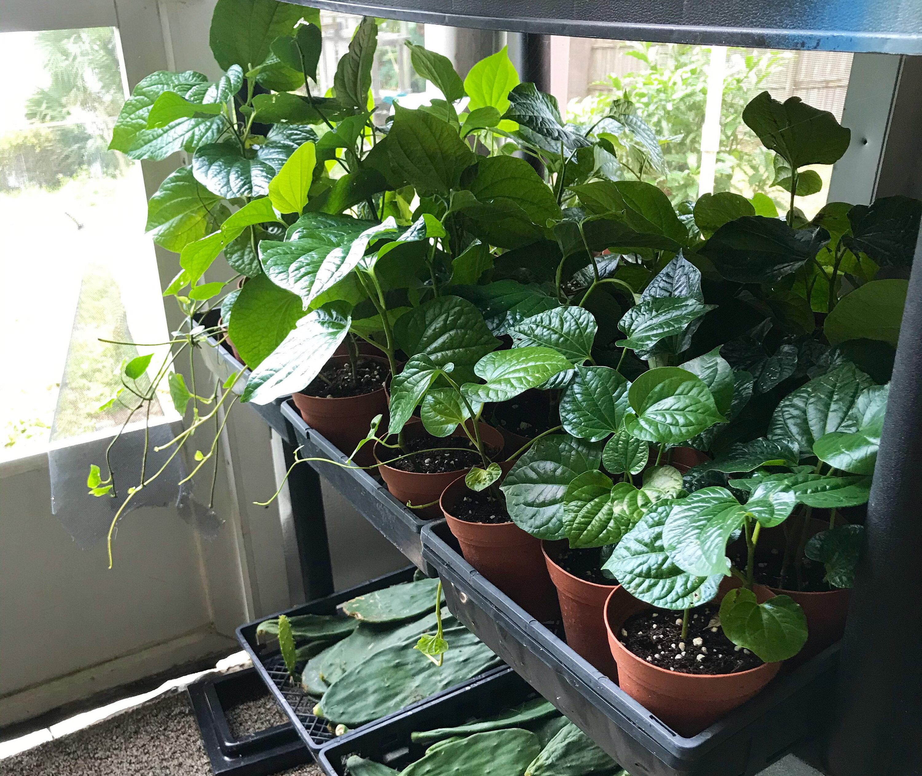 Indian betel leaf plant