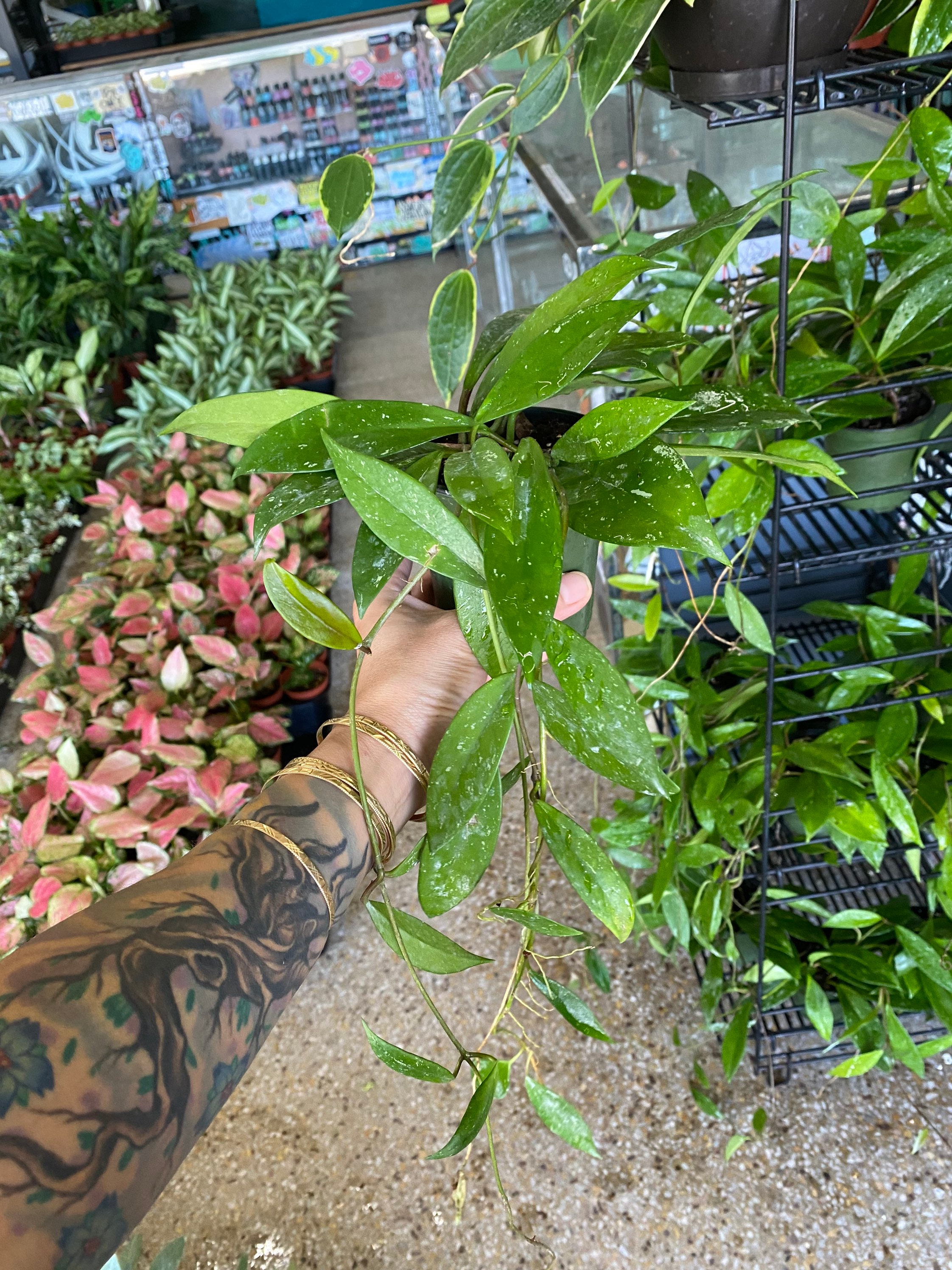 FREE Shipping—silver Splash Hoya - Variegated Hoya Pubicalyx