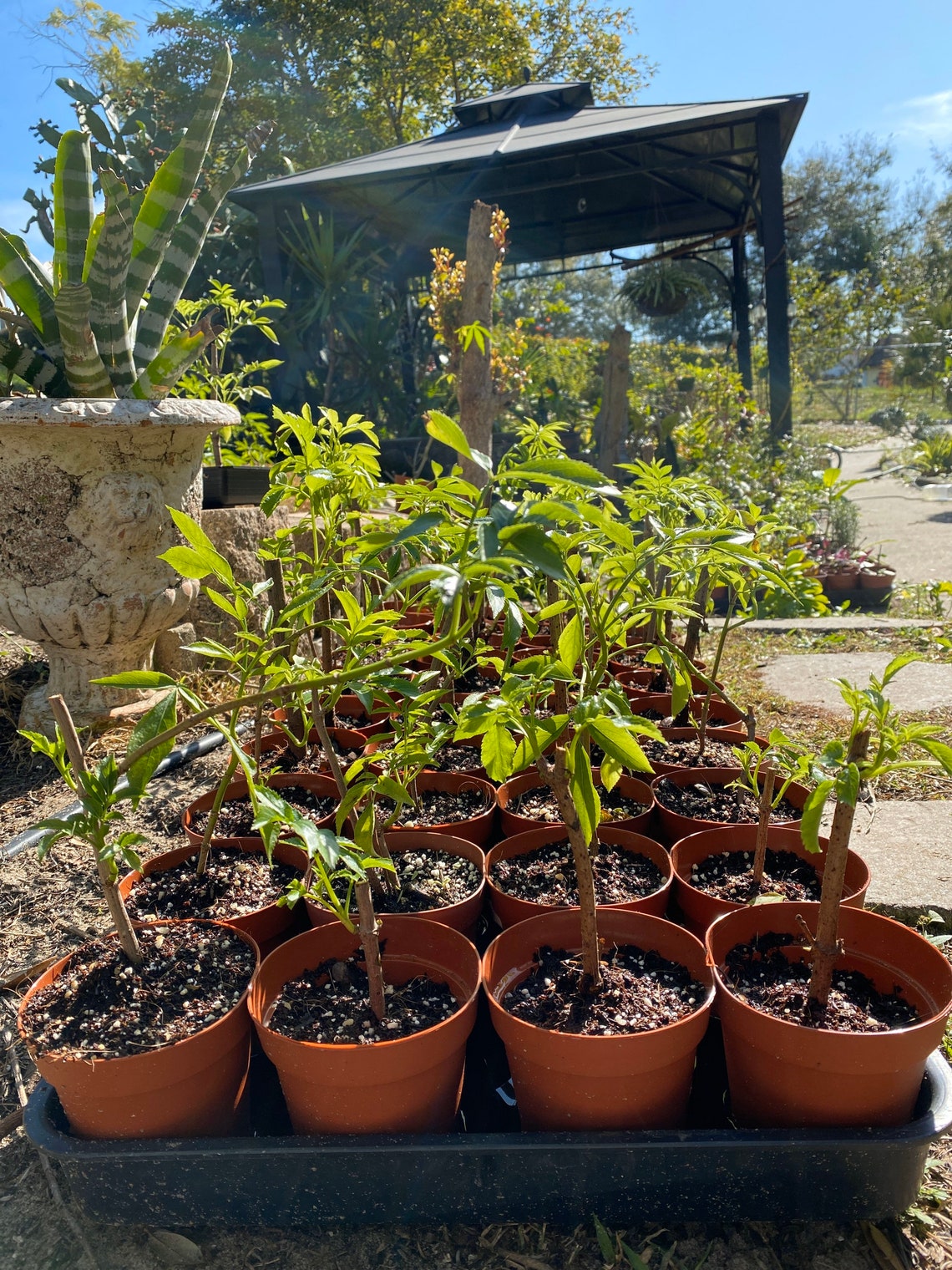 growing elderberry in containers