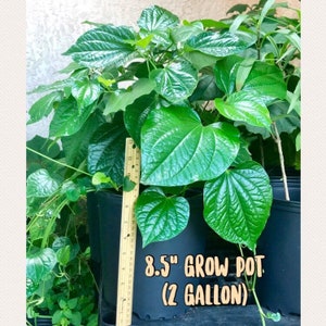 FREE Shipping—Betel Leaf plant--8.5&quot; potted plant--Lá Lốt --Piper sarmentosum--Piper Lolot--Organic-Non GMO-not Paan patta --2 gal grow pot