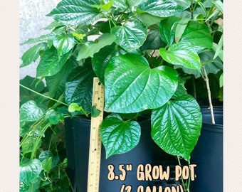 Betel Leaf plant--8.5" LIVE potted plant--Lá Lốt --Piper sarmentosum--Piper Lolot--Organic-Non GMO-not Paan patta --2 gal grow pot