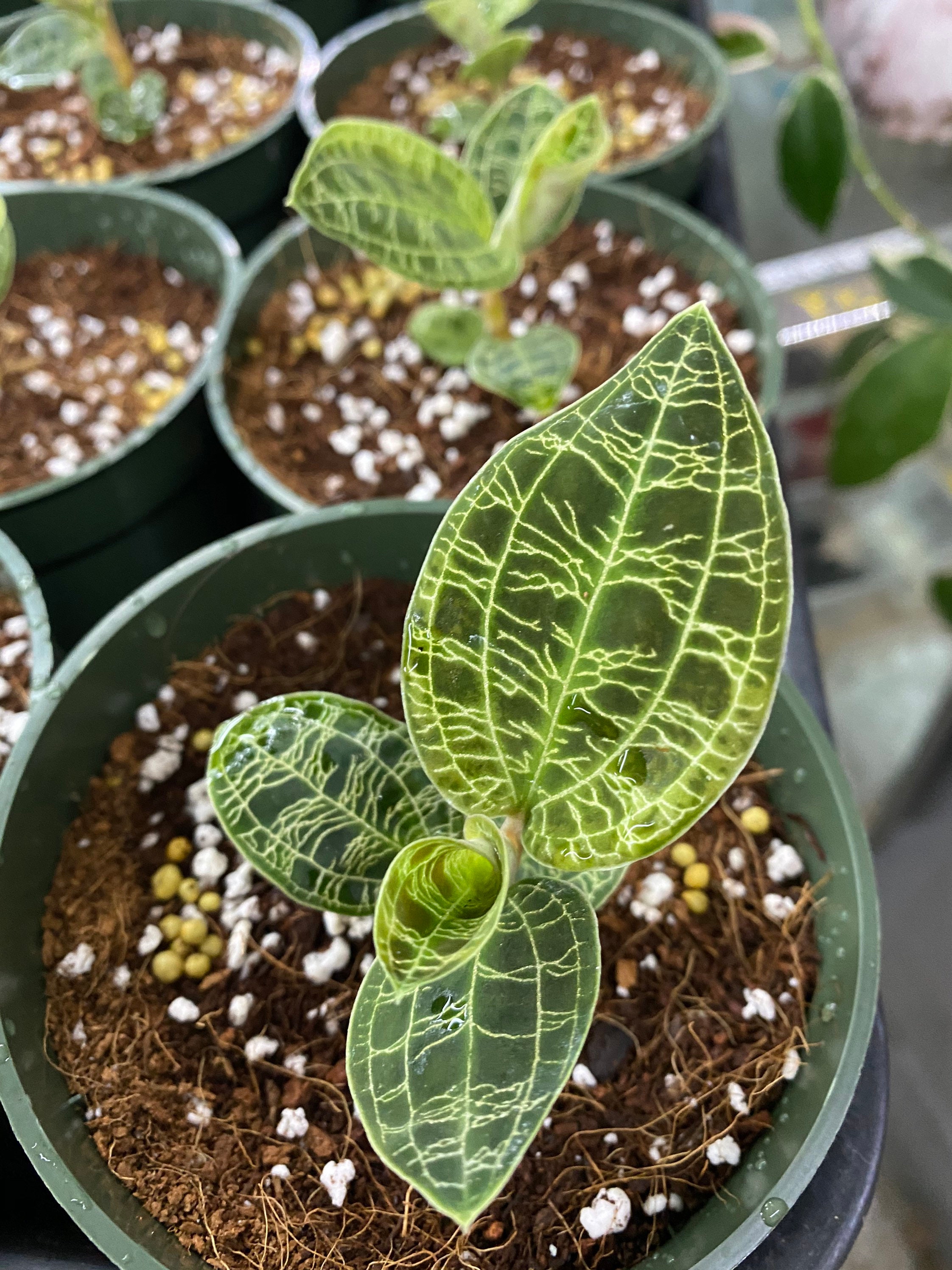 Lightning Jewel orchid Macodes Petola Jewel Orchid live Etsy