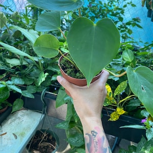 2024 SALE Oaxaca Pink Anthurium--aroids-- easy to grow plant--LIVE plants--tropical--4&quot; grow pot--perrenial house plant